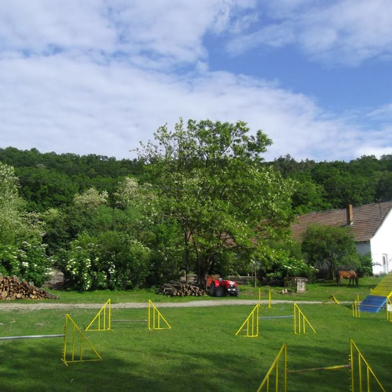 Kutyapanzió Csordásvölgyben