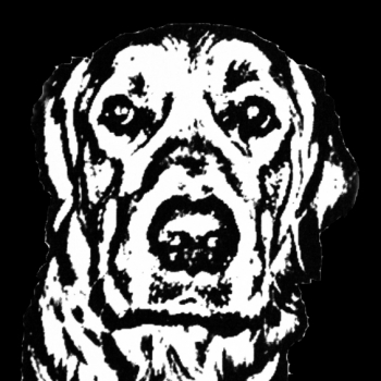 Homoktövis Állatorvosi Rendelő