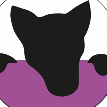 KutyaRehab fizioterápia és masszázs