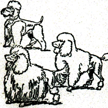 Dogtogon kutyakozmetika